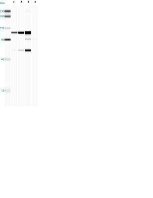 Simple Western: TOM70 Antibody [NBP1-87863]
