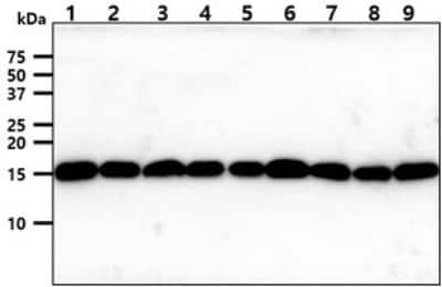 Western Blot: TOMM20 Antibody (1B2)BSA Free [NBP2-60248]