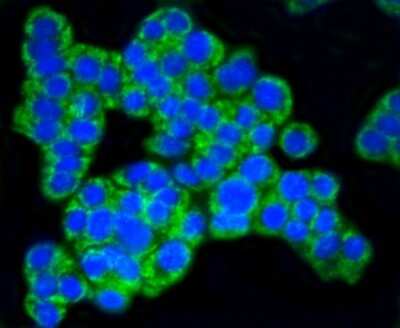 Immunocytochemistry/ Immunofluorescence: TOMM20 Antibody (ST04-72) [NBP2-67501]