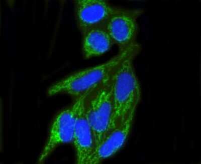 Immunocytochemistry/ Immunofluorescence: TOMM20 Antibody (ST04-72) [NBP2-67501]