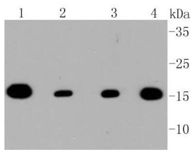 Western Blot: TOMM20 Antibody (ST04-72) [NBP2-67501]