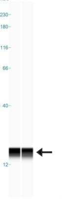 Simple Western: TOMM20 Antibody [NBP1-81556]