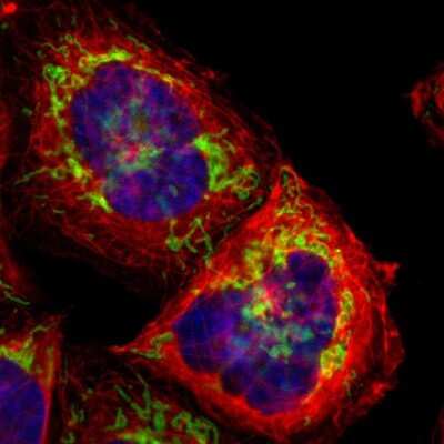 Immunocytochemistry/ Immunofluorescence: TOMM22 Antibody [NBP1-80671]