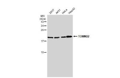 Western Blot: TOMM22 Antibody [NBP3-13415]