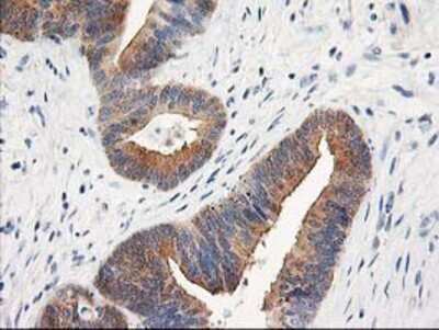 Immunohistochemistry-Paraffin: TOMM34 Antibody (OTI2A9) [NBP2-00892]