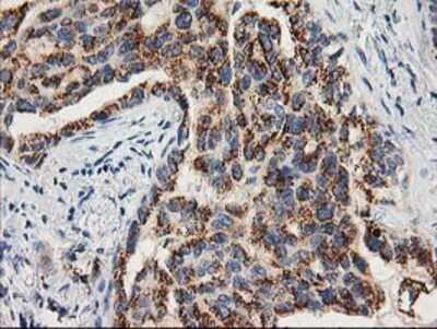 Immunohistochemistry-Paraffin: TOMM34 Antibody (OTI2A9) [NBP2-00892]