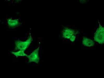 Immunocytochemistry/ Immunofluorescence: TOMM34 Antibody (OTI2A9) - Azide and BSA Free [NBP2-74550]