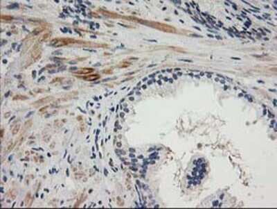Immunohistochemistry: TOMM34 Antibody (OTI2A9) - Azide and BSA Free [NBP2-74550]