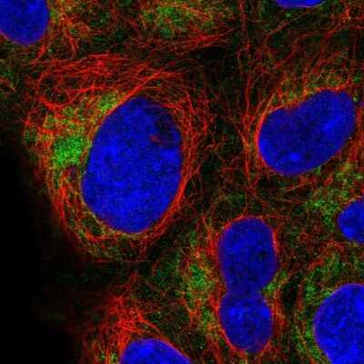 Immunocytochemistry/ Immunofluorescence: TOMM40 Antibody [NBP2-38289]