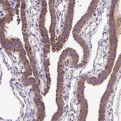 Immunohistochemistry-Paraffin: TOMM40 Antibody [NBP2-38289]