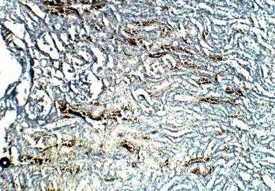 Immunohistochemistry-Paraffin: TOMM5 Antibody [NBP3-12358]