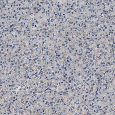 Immunohistochemistry-Paraffin: TOMM6 Antibody [NBP1-90688]