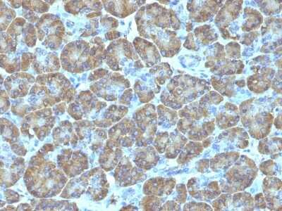 Immunohistochemistry-Paraffin: TOP1MT Antibody (TOP1MT/488) [NBP2-44360]