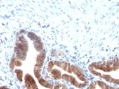Immunohistochemistry-Paraffin: TOP1MT Antibody (TOP1MT/613) - Azide and BSA Free [NBP3-08306]