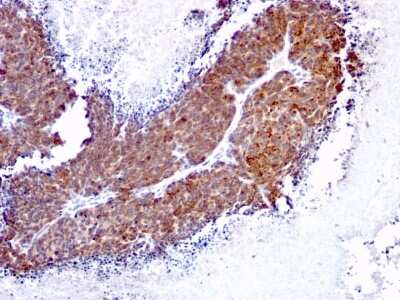 Immunohistochemistry-Paraffin: TOP1MT Antibody (TOP1MT/613) - Azide and BSA Free [NBP3-08306]