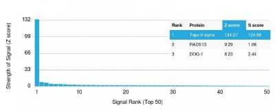 Protein Array: TOP2A Antibody (TOP2A/1362) [NBP2-53282]