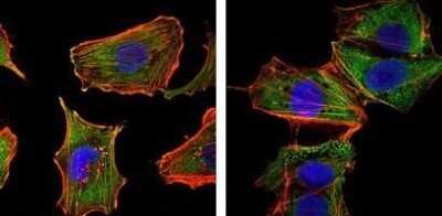 Immunocytochemistry/ Immunofluorescence: TORC1 Antibody (1B5) - BSA Free [NBP1-51631]