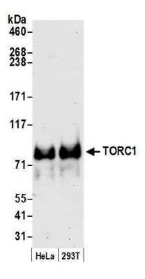 Western Blot: TORC1 Antibody [NB100-2352]