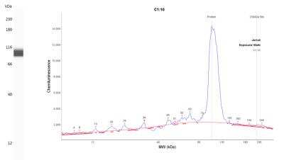 Simple Western: TORC2 AntibodyBSA Free [NBP2-22356]