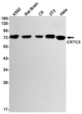 Western Blot: TORC3/CRTC3 Antibody (S07-4C9) [NBP3-20014]