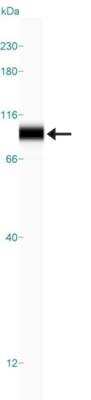 Simple Western: TOX3 Antibody [NBP1-86676]