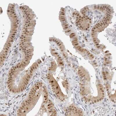 Immunohistochemistry-Paraffin: TOX4 Antibody [NBP1-88432]