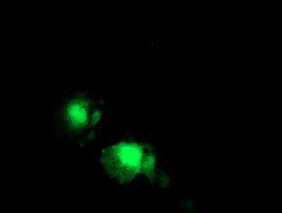 Immunocytochemistry/ Immunofluorescence: TP73-AS1 Antibody (OTI2B9) [NBP2-01283]