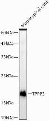 Western Blot: TPPP3 AntibodyAzide and BSA Free [NBP2-95209]
