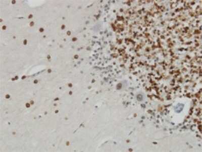 Immunohistochemistry-Paraffin: TPR Antibody (1A8) [H00007175-M01]
