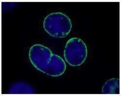 Immunocytochemistry: TPR Antibody [NB100-2867]