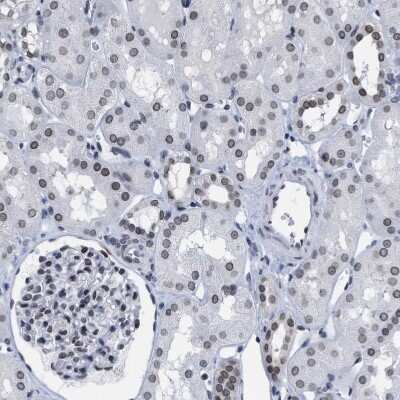 Immunohistochemistry-Paraffin: TPR Antibody [NBP1-89451]