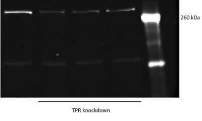 Knockdown Validated: TPR Antibody [NB100-2866]