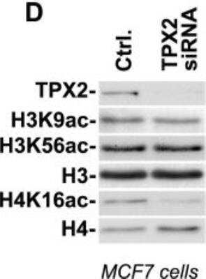 Knockdown Validated: TPX2 Antibody [NB500-184]