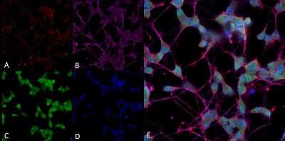 Immunocytochemistry/ Immunofluorescence: TR alpha/NR1A1/Thyroid Hormone Receptor alpha Antibody (H43) [NBP2-79822]