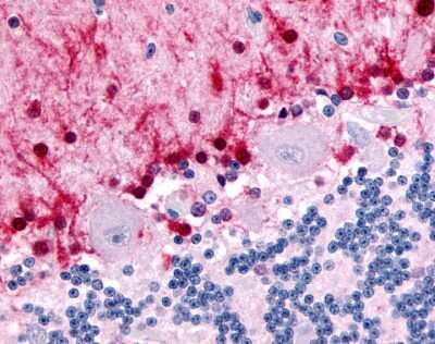 Immunohistochemistry-Paraffin: Rev-erb beta/NR1D2 Antibody - BSA Free [NLS2459]