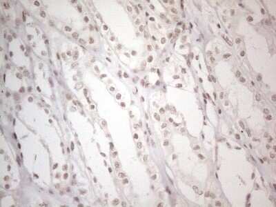 Immunohistochemistry: TR4/NR2C2 Antibody (OTI4B1) [NBP2-46228]