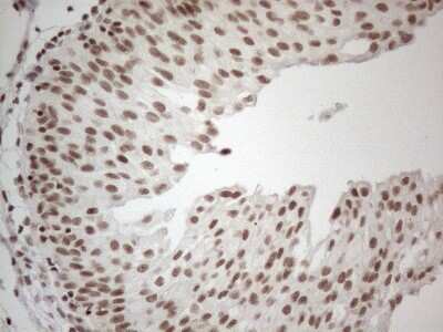 Immunohistochemistry: TR4/NR2C2 Antibody (OTI4B1) [NBP2-46228]