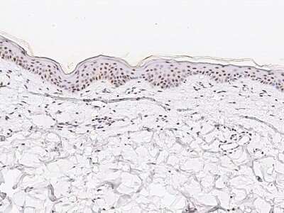 Immunohistochemistry-Paraffin: TR4/NR2C2 Antibody [NBP2-97138]