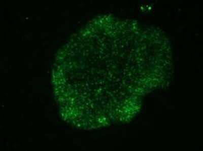 Immunocytochemistry/ Immunofluorescence: TRA-1-60(R) Antibody (TRA-1-60) - Azide and BSA Free [NBP2-80985]