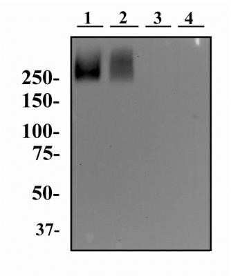 Western Blot: TRA-1-60(R) Antibody (TRA-1-60)Azide and BSA Free [NBP2-80985]