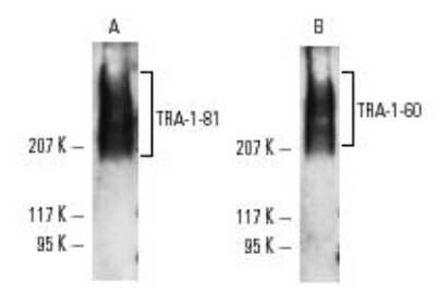 Western Blot: TRA-1-60(R) Antibody (TRA-1-60) [NB100-730]