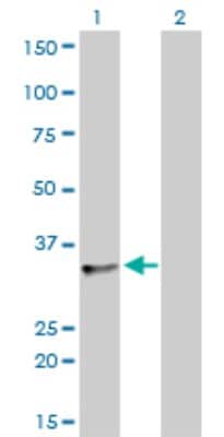 Western Blot: TRA2B Antibody (7A1) [H00006434-M01]