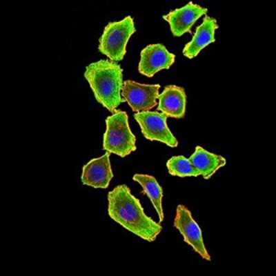 Immunocytochemistry/ Immunofluorescence: TRAF-2 Antibody (5C2C3) - BSA Free [NBP2-61661]