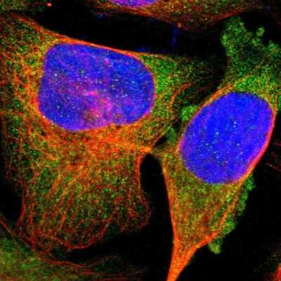 Immunocytochemistry/ Immunofluorescence: TRAF-2 Antibody [NBP1-86913]