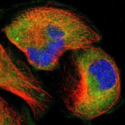 Immunocytochemistry/ Immunofluorescence: TRAF-2 Antibody [NBP1-86914]