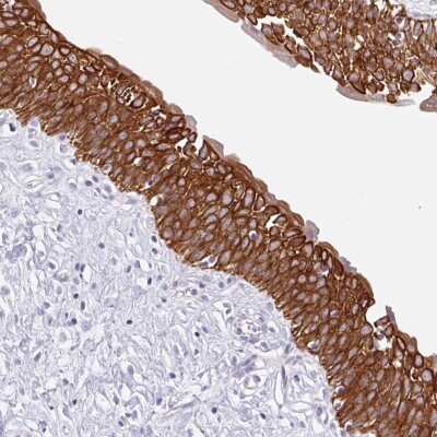 Immunohistochemistry-Paraffin: TRAF-4 Antibody [NBP2-33647]