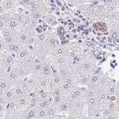 Immunohistochemistry-Paraffin: TRAF-4 Antibody [NBP2-33647]