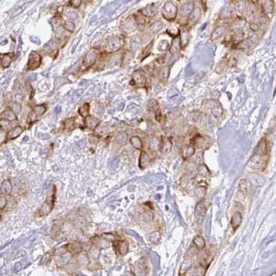Immunohistochemistry-Paraffin: TRAF-4 Antibody [NBP2-33647]