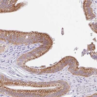 Immunohistochemistry-Paraffin: TRAF-4 Antibody [NBP2-33647]