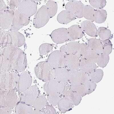 Immunohistochemistry-Paraffin: TRAF-4 Antibody [NBP2-33647]